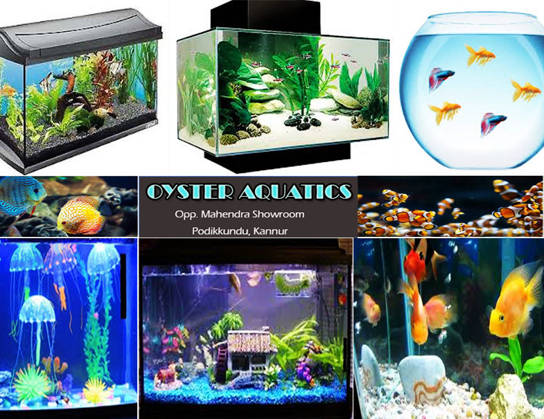 OYSTER AQUATICS - PODIKKUNDU