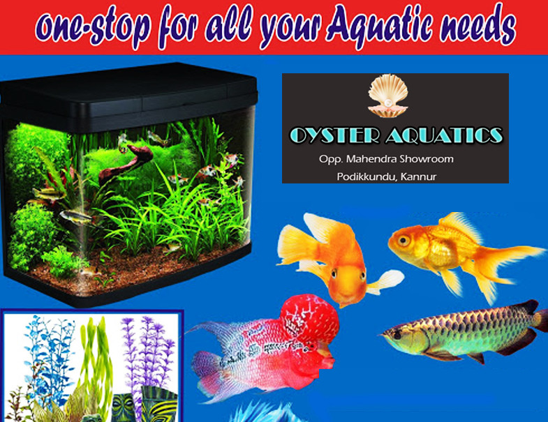 OYSTER AQUATICS - PODIKKUNDU