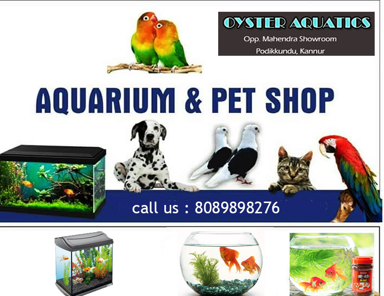 OYSTER AQUATICS - PODIKKUNDU