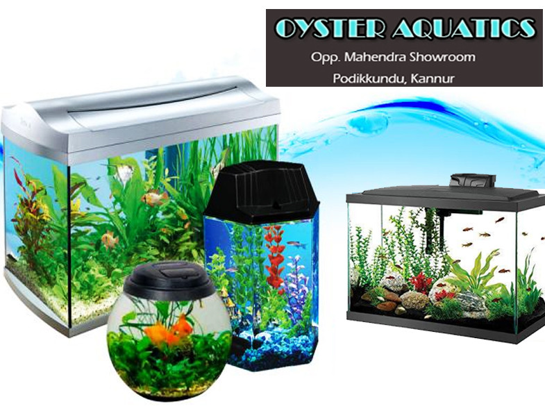 OYSTER AQUATICS - PODIKKUNDU