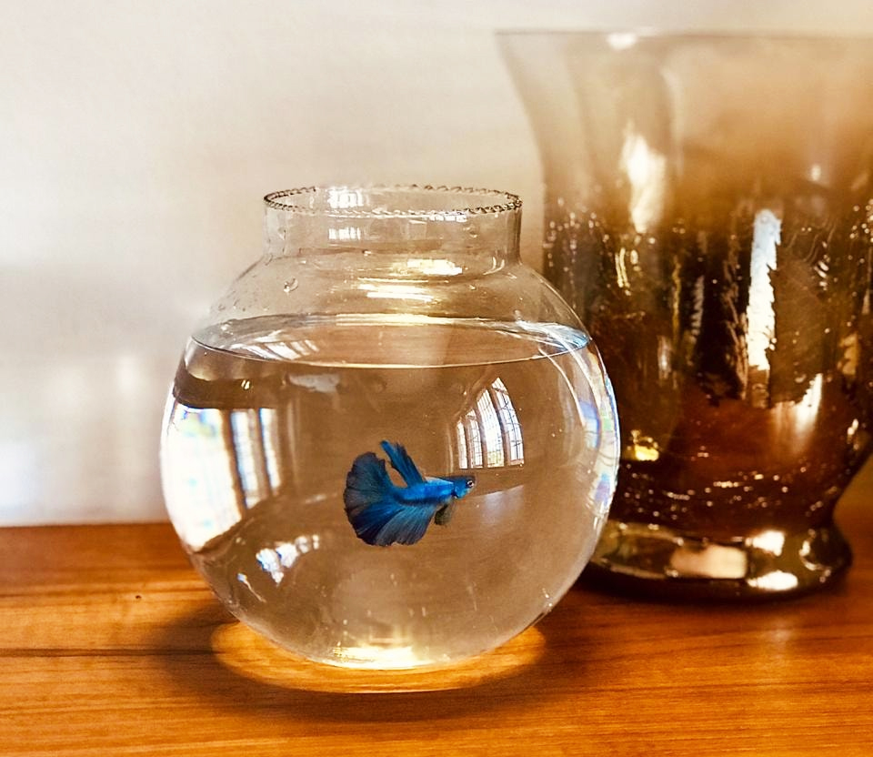 OYSTER AQUATICS - PODIKKUNDU