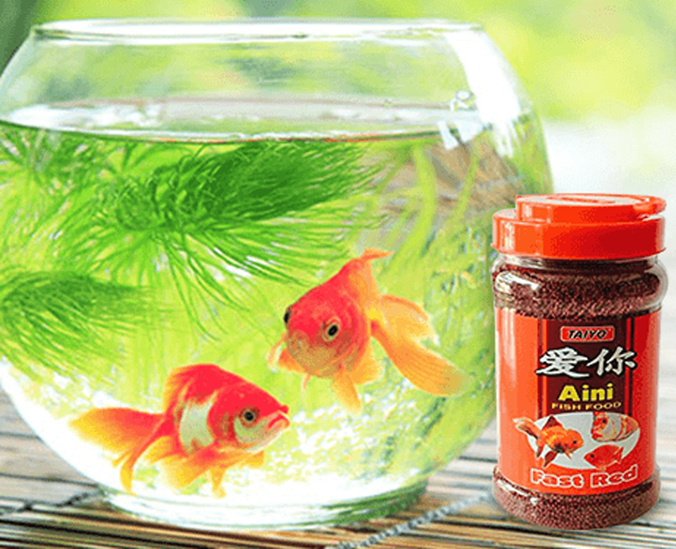 OYSTER AQUATICS - PODIKKUNDU