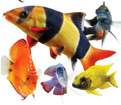 OYSTER AQUATICS - PODIKKUNDU