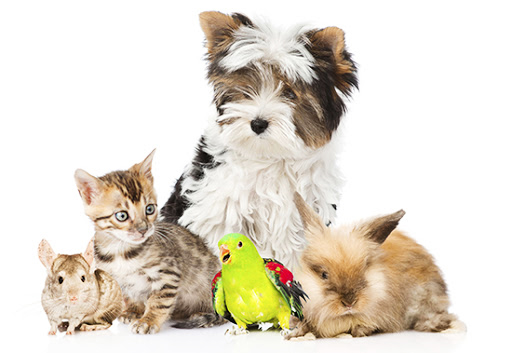 OYSTER AQUATICS - PODIKKUNDU