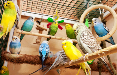 OYSTER AQUATICS - PODIKKUNDU