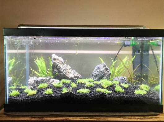 OYSTER AQUATICS - PODIKKUNDU